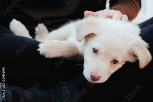 Cute white puppy dog with pink nose 