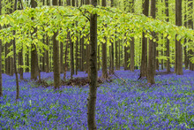 Blue Bell Forest, A Carpet Of Blue Bell Flowers In A Forest Setting
