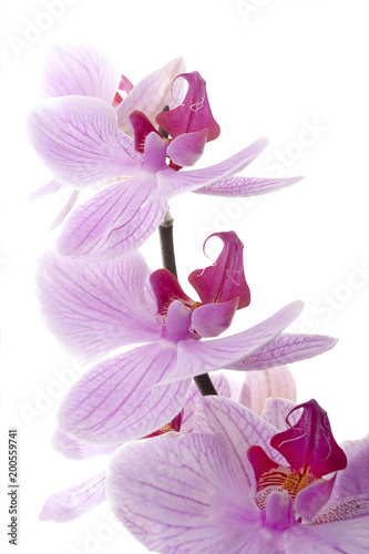 Plakat orchidea