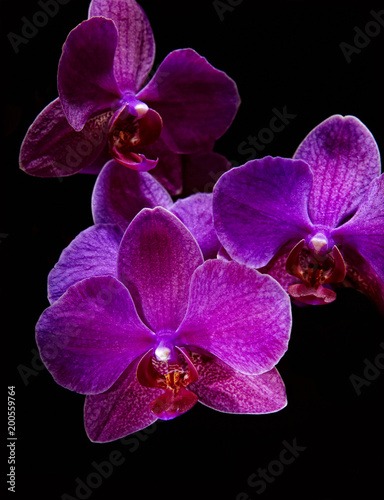 Zdjęcie XXL orchidea