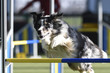 discipline agility dog ​​competition