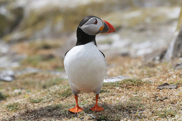 Poster - Atlantic Puffin from the Farne Islands