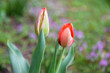 Dwa świeże, czerwone tulipany.
