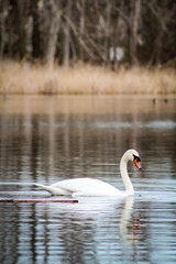 Wall Mural - Schwan auf dem Wasser