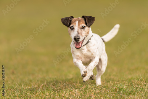 Small Dog Is Running Across The Meadow In Spring Jack