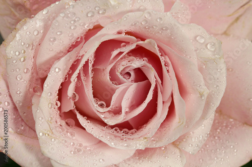 Zdjęcie XXL Różowa Róża