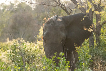 Wall Mural - African Elephant