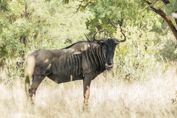 Wall Mural - Blue wildebeest