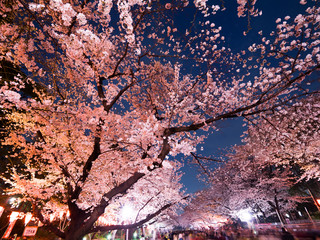 Canvas Print - 上野公園の夜桜