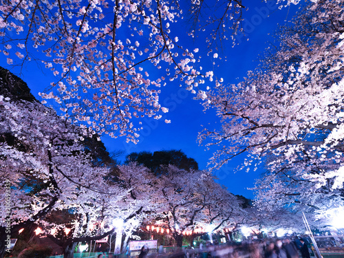 Plakat Wieczorne wiśniowe drzewo Ueno Park