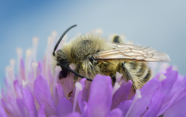 Wall Mural - Solitary bee feeding on field scabious