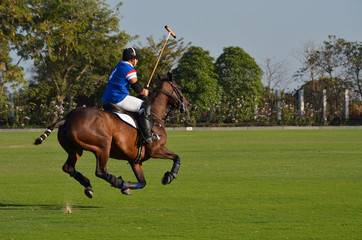 Wall Mural - player riding horse on the field in horse polo match tournament.