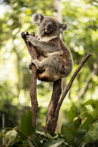 Dekoracja na wymiar  urocza-australijska-koala-odpoczywa-w-ciagu-dnia
