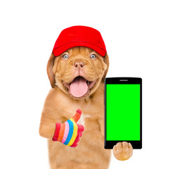 Poster - Funny puppy with smartphone and red cap showing thumbs up. Isolated on white background