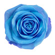 Flower blue rose  isolated on white background. Close-up.  Element of design.