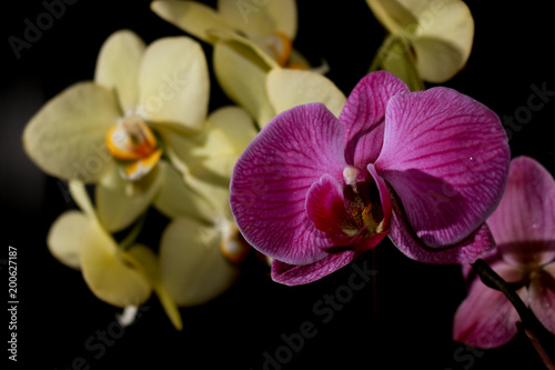 Zdjęcie XXL Orchidea