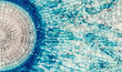 Porpita porpita or Blue Button Jellyfish, macro photography