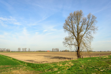 Wall Mural - High bare tree on the edge of a plowed field