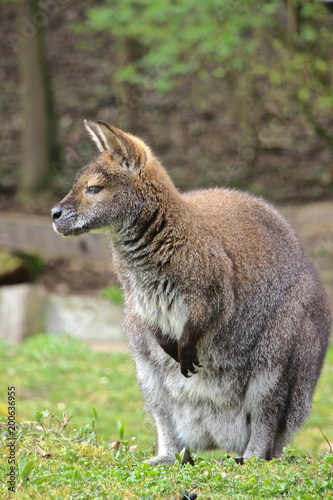 Fotografía Bennett Känguru schaut und träumt
