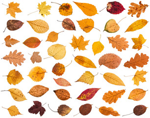Wall Mural - collage from various dried autumn fallen leaves