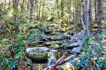 Wall Mural - Small stream creek in Blackwater Falls State Park forest in West Virginia during autumn with green mossy rocks in dark shadow landscape