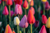 Fototapeta Tulipany - tulpen mit tautropfen, geringe tiefenschärfe