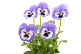 Viola wittrockiana