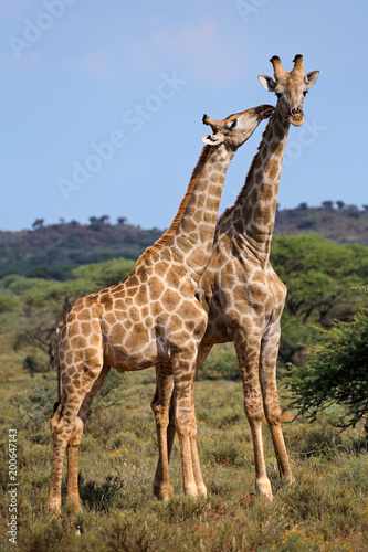 Interaction between two giraffes (Giraffa camelopardalis), South Africa Wallpaper Mural