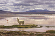 Llama at the Colorada lagoon, Altiplano, Bolivia