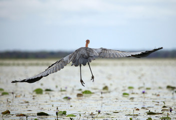 Wall Mural - Goliath Heron - Lake Opeta - Uganda, Africa