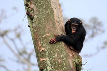 Wall Mural - Chimpanzee - Uganda