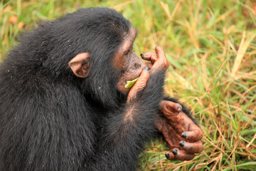 Wall Mural - Chimpanzee - Uganda