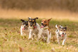 Many dogs run in a meadow in early spring - a pack of Jack Russell Terriers
