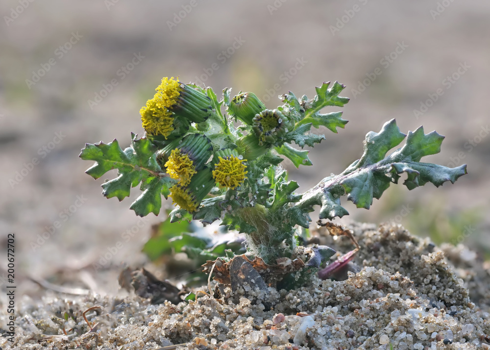 Unkraut auf Sandboden: gewhnliches Geiskraut mit gelben Blten Stock Photo  | Adobe Stock