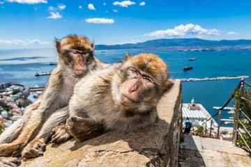 Barbary macaques of Gibraltar 