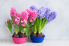 Gardening Concept With Hyacinth Fresh Flowers