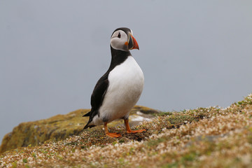 Poster - Atlantic Puffin in the Farne Islands