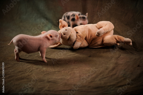 toy pig breed