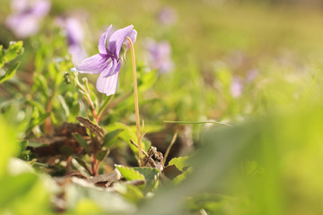 Wall Mural - Small Wild Violet Flower in Green Grass
