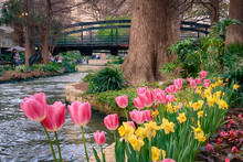 Spring Flowers On The Riverwalk