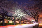 Fototapeta Natura - A car passes to row of cherry blossom trees