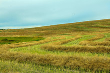 Hedge Rows In A Farmers Field, Kneehill County, Alberta, Canada