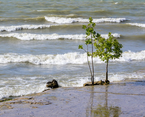 Two yuong trees growing in water of the lake