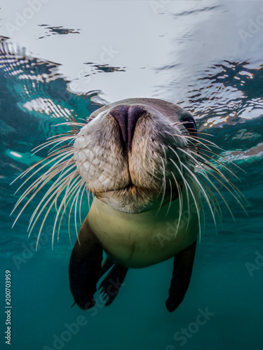 Fotografia, Obraz A close up of Australian Sea Lion and his amazing whiskers (Neophoca cinerea)