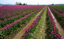 Tulips In Rows