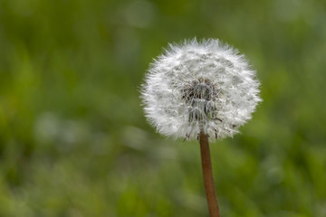 Wall Mural - dandelion in the meadow