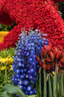 Floristic decorations  at the traditional flowers parade Bloemencorso from Noordwijk to Haarlem in the Netherlands