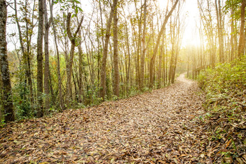 Wall Mural - Forest Deciduous Mountain Road