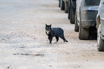 Wall Mural - black cat along the row of cars.