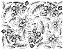 Hand Drawn Background Of Bunchberries And Cherries